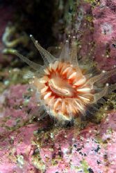 Devonshire cup coral,Scotland. by Derek Haslam 